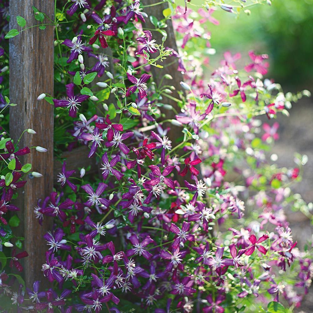 Clematis Fragrant 'Plum Pixie Dust' - Sweet Summer Love