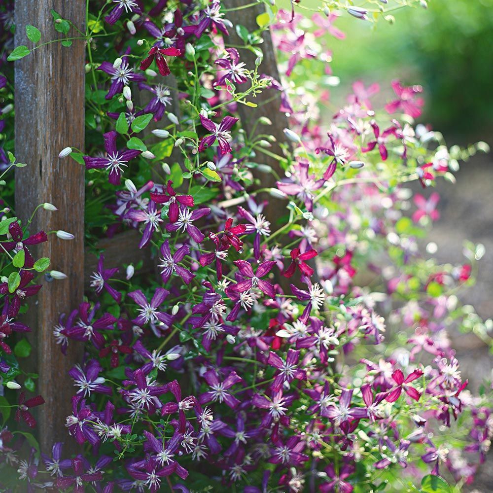 Clematis Fragrant - Purple Sweet Summer Love-  'Paniculata'