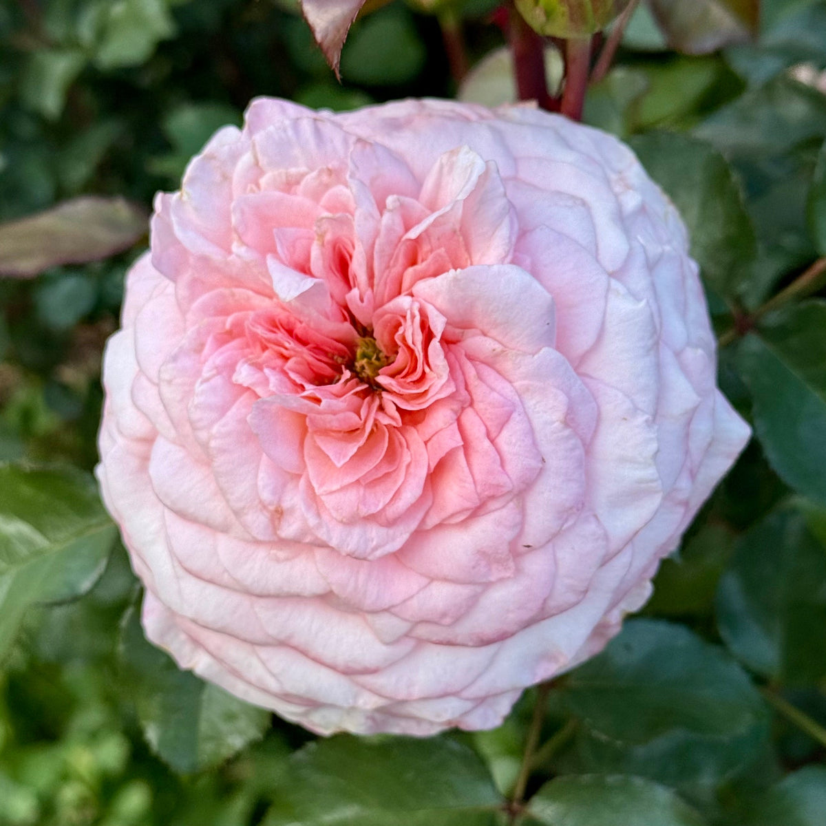Rose - Sunbelt Savannah