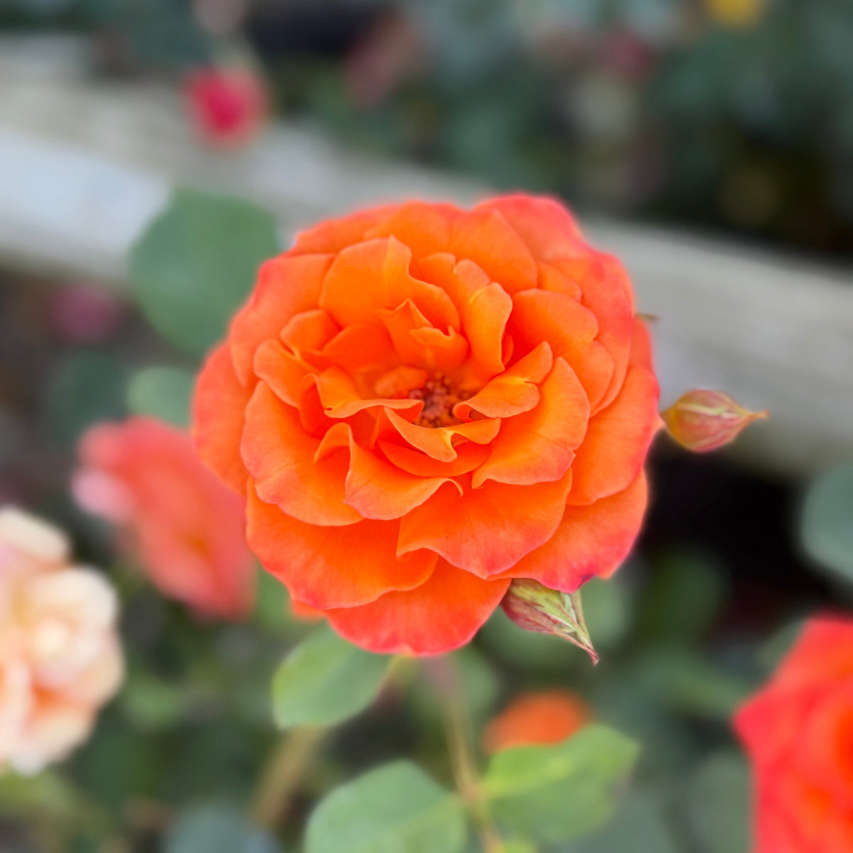 Rose - Gingersnap