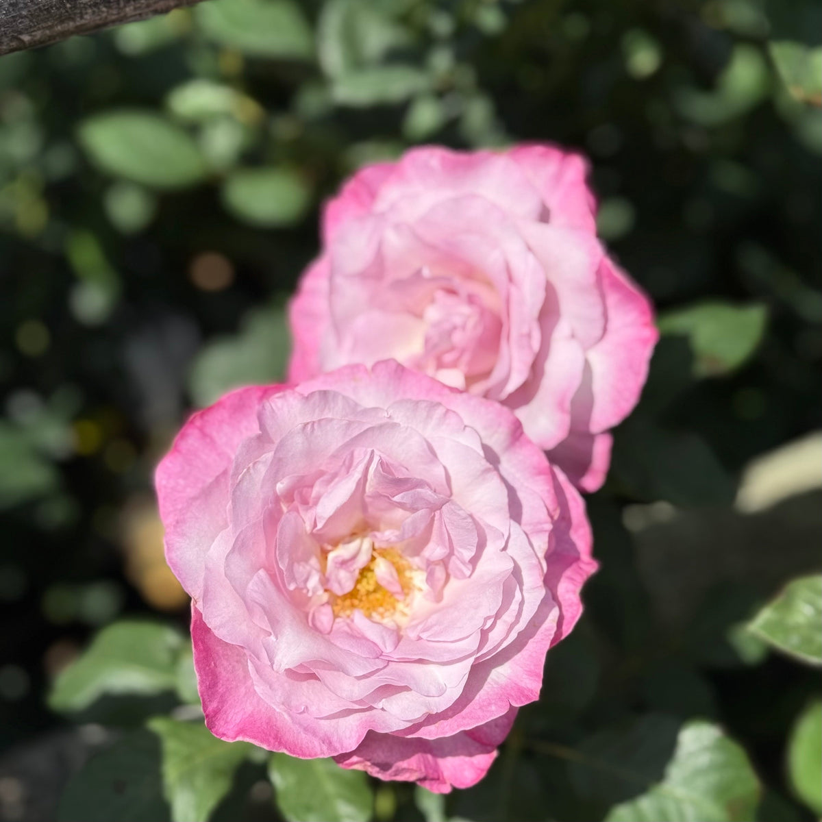 Rose - Nicole Carol Miller