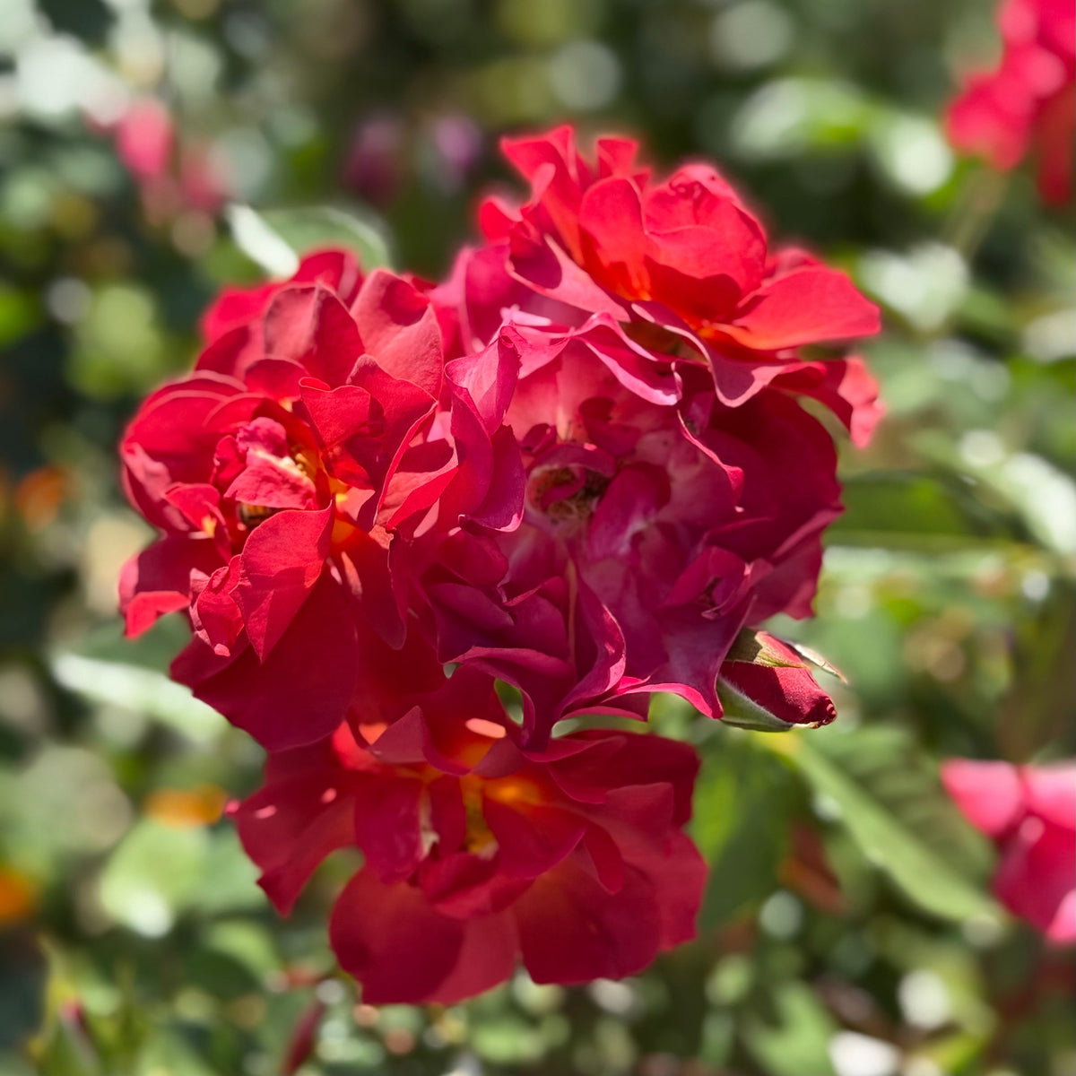 Rose - Cinco de Mayo