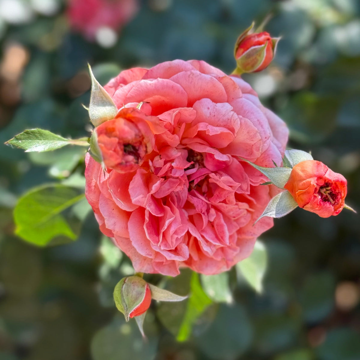 Rose - Adobe Sunrise