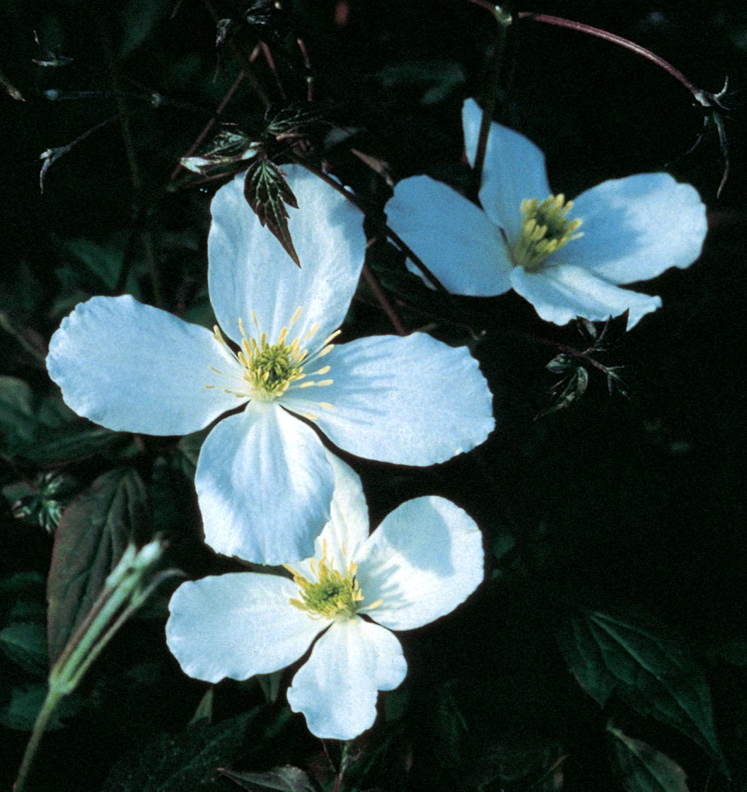 Clematis 'Montana Grandiflora' - Fragrant
