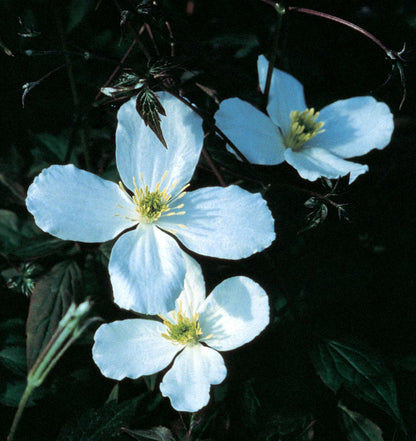 Clematis 'Montana Grandiflora' - Fragrant