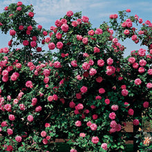 Load image into Gallery viewer, Rose - Climbing - America
