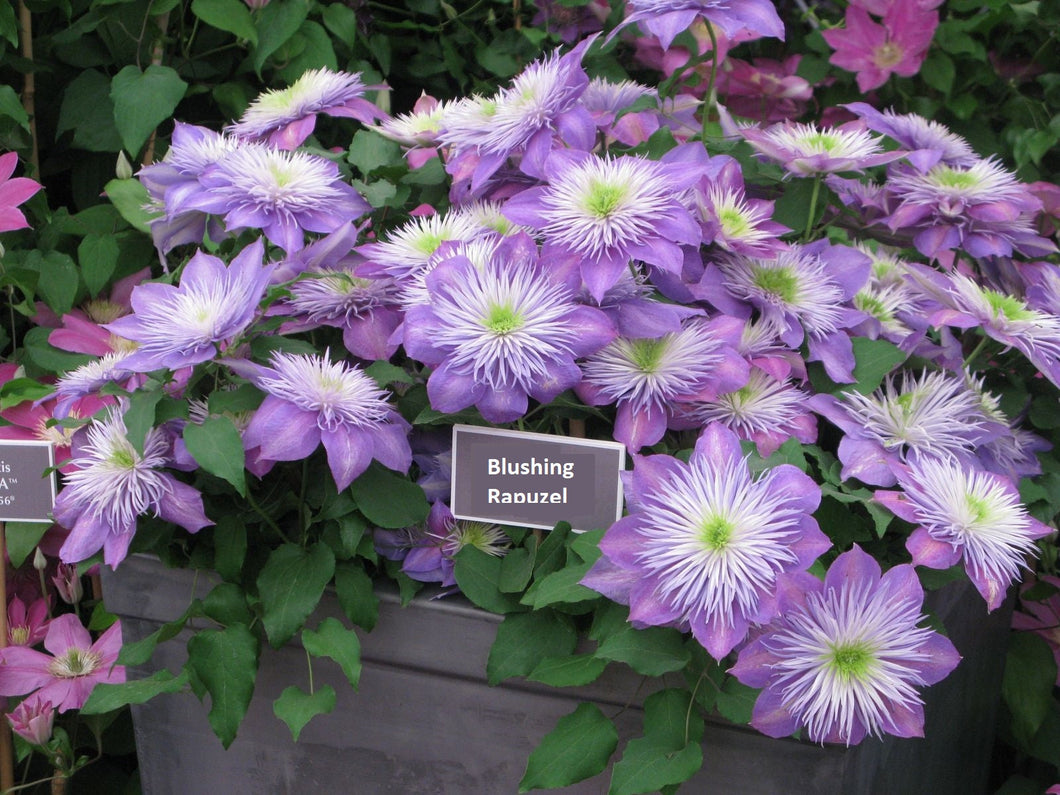 Clematis - Double Bloom - 'Crystal Fountain'