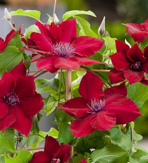 Clematis Nubia - True Red