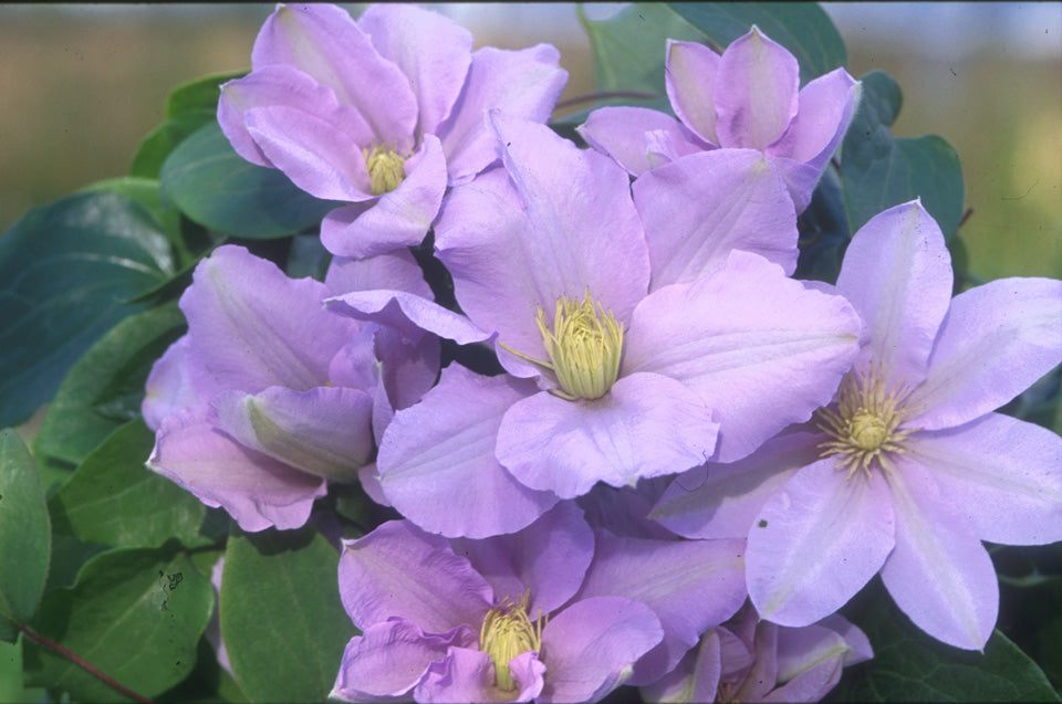 Clematis 'Silver Moon'