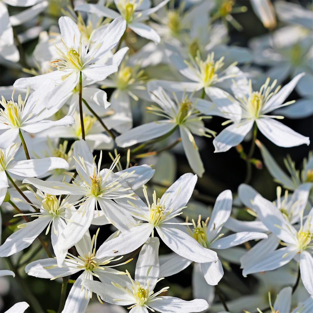 Clematis Fragrant - Sweet Autumn Love -  'Paniculata'