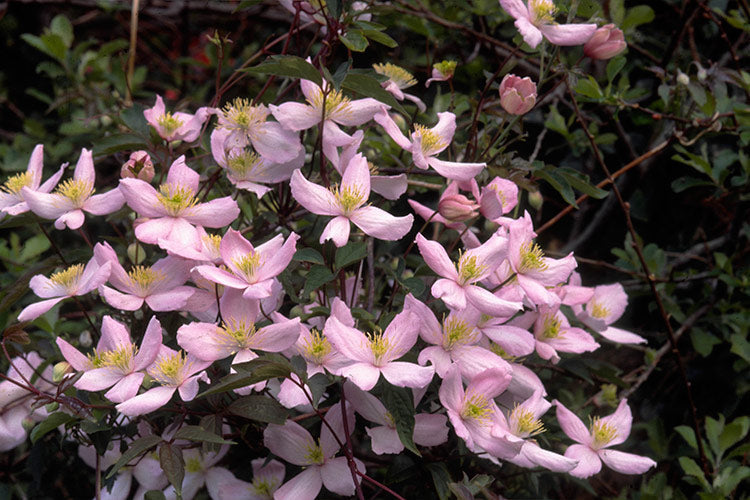 Clematis 'Montana Mayleen' - Fragrant