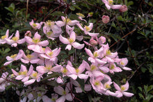 Load image into Gallery viewer, Clematis Flowering Vine - Fragrant Montana Mayleen
