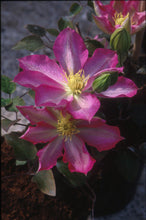 Load image into Gallery viewer, Clematis - Asao

