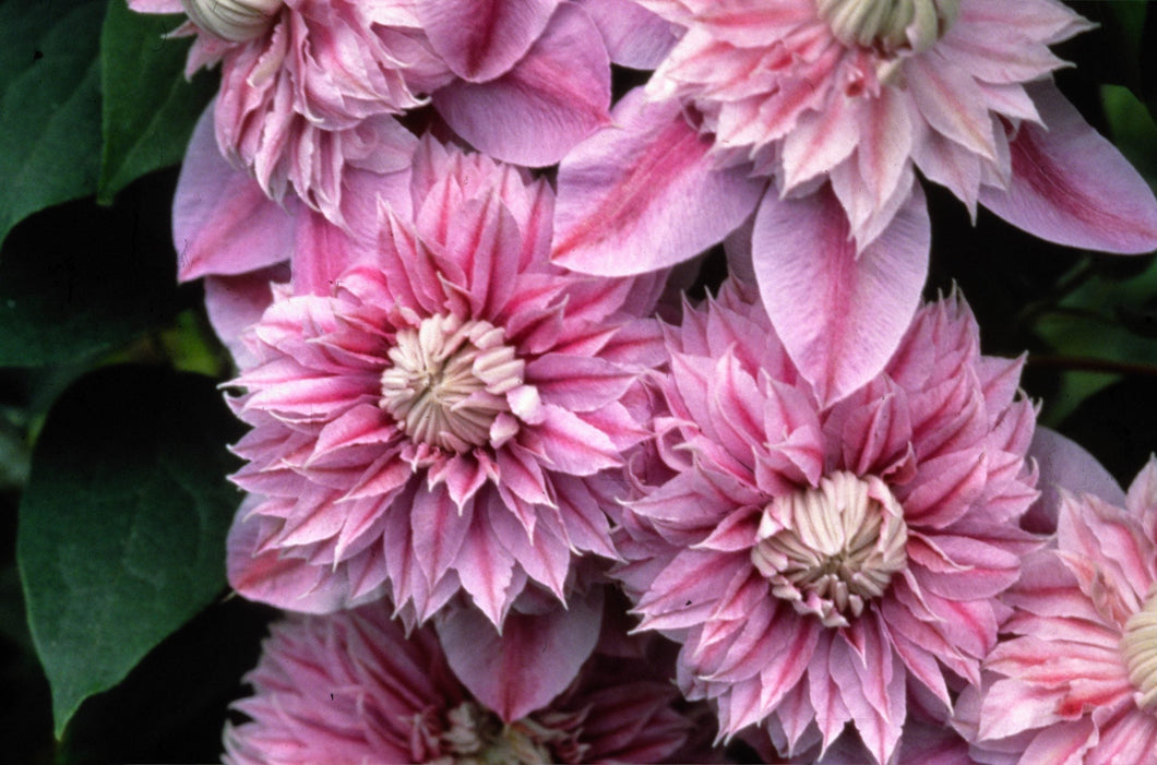 Clematis 'Josephine Evijohill' - Double Bloom Pink
