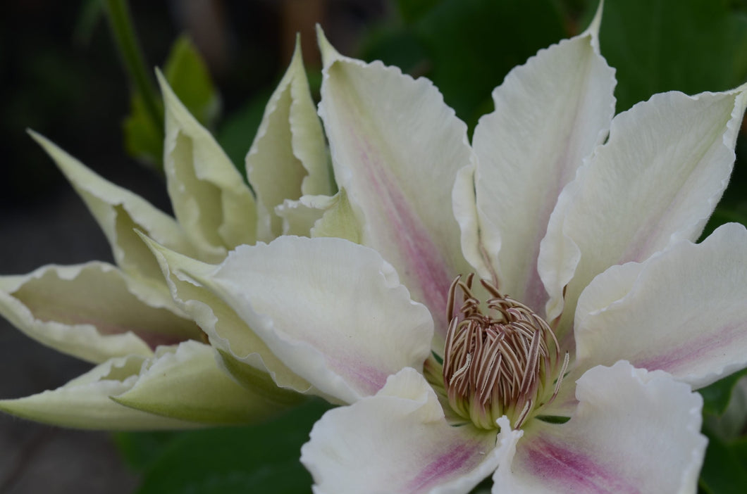 Clematis 'Corinne' AKA 'Sand Princess' - Color Shifting - Cut Flower