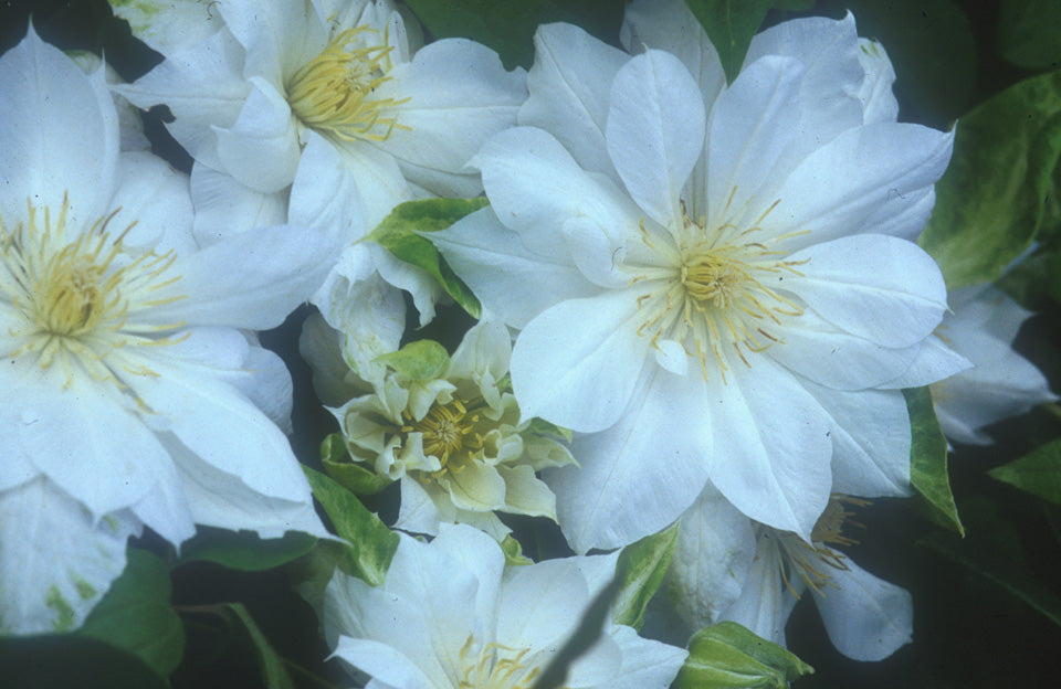 Clematis 'Duchess of Edinburgh' - Double Bloom White