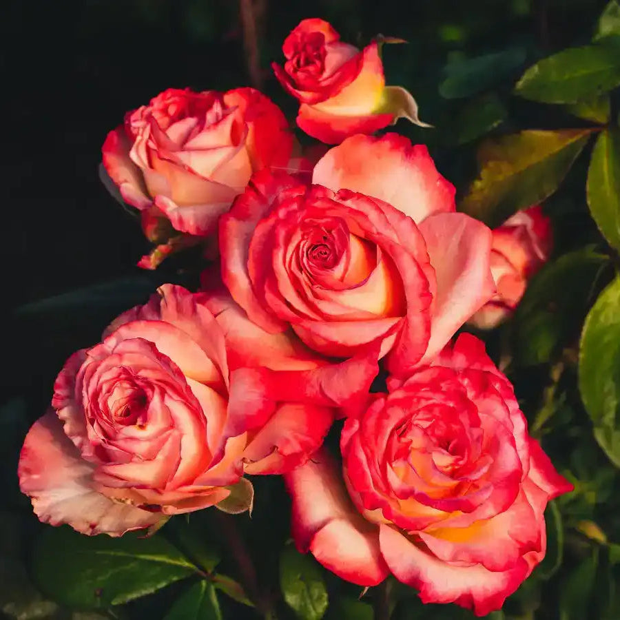 Rose - Magnifiscent
