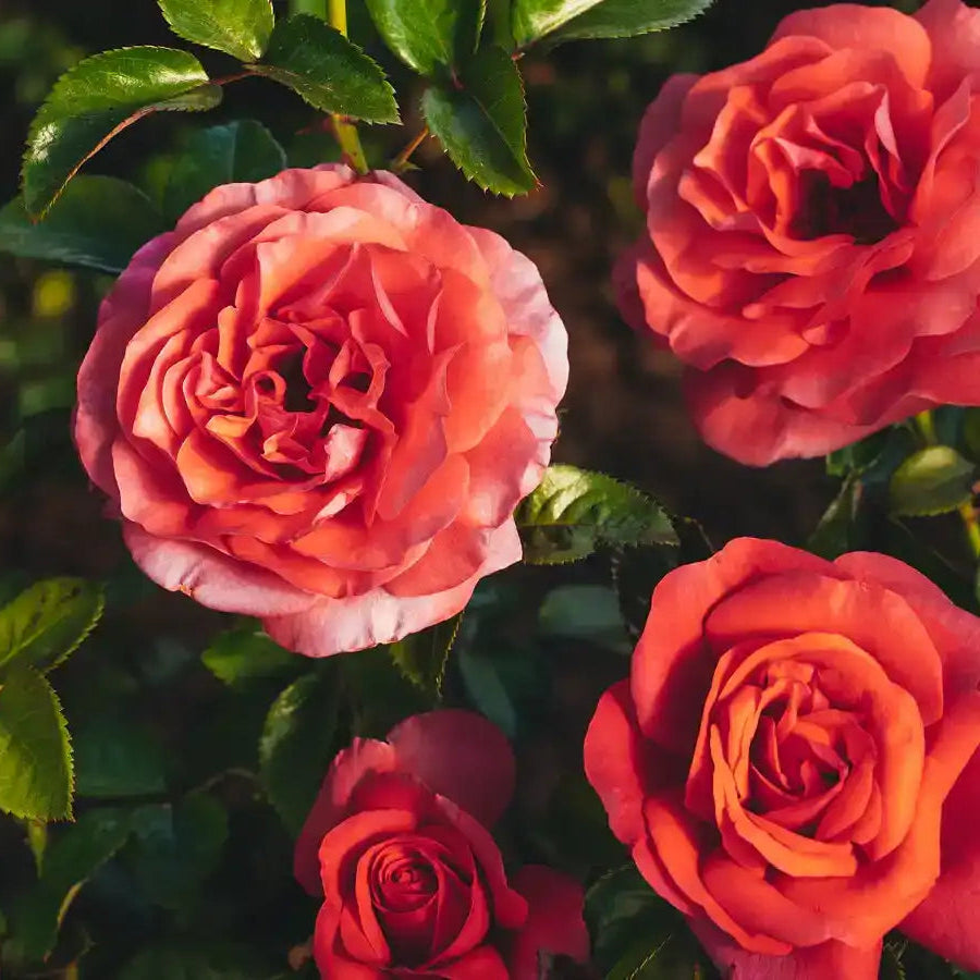 Rose - Magnifiscent