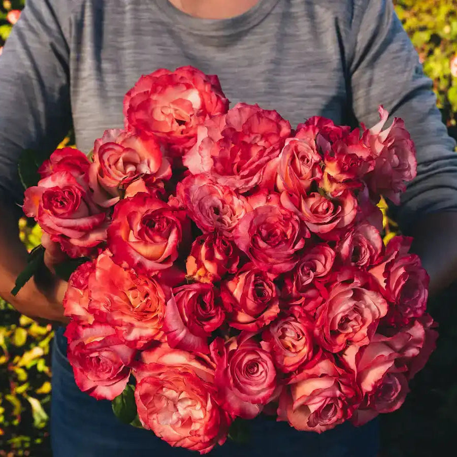 Rose - Magnifiscent