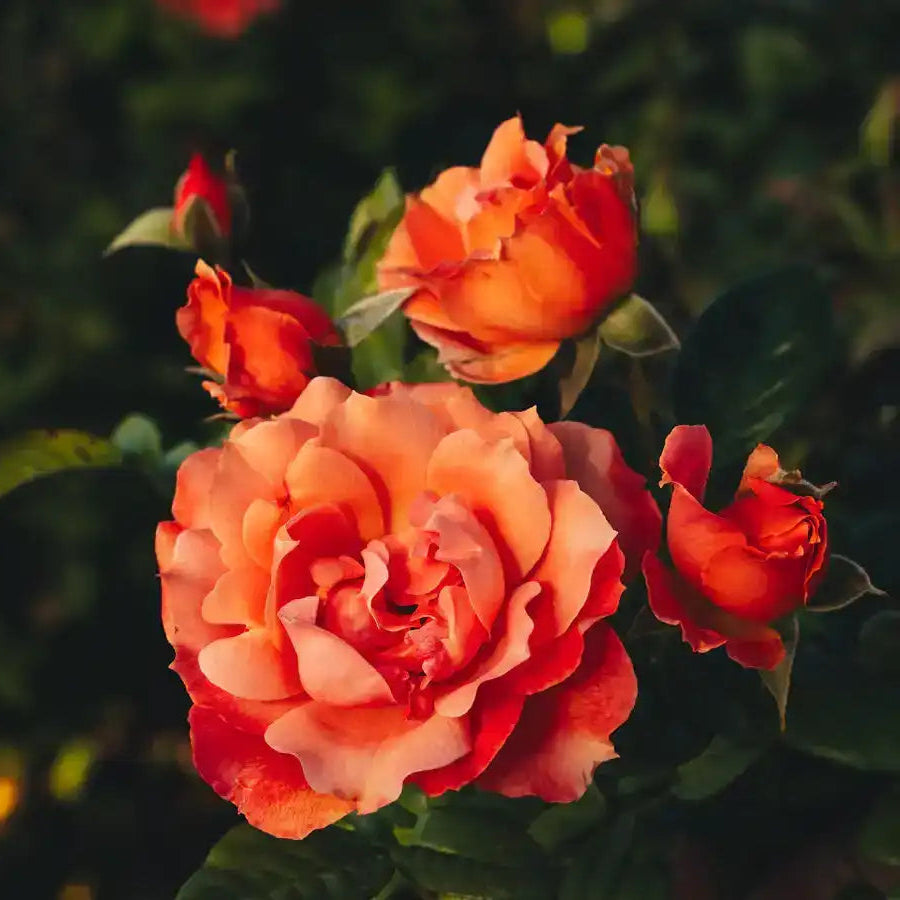 Rose - Peach Tea