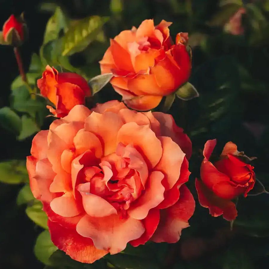 Rose - Peach Tea