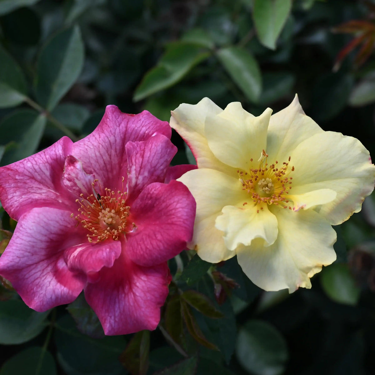 Rose - Fine and Dandy