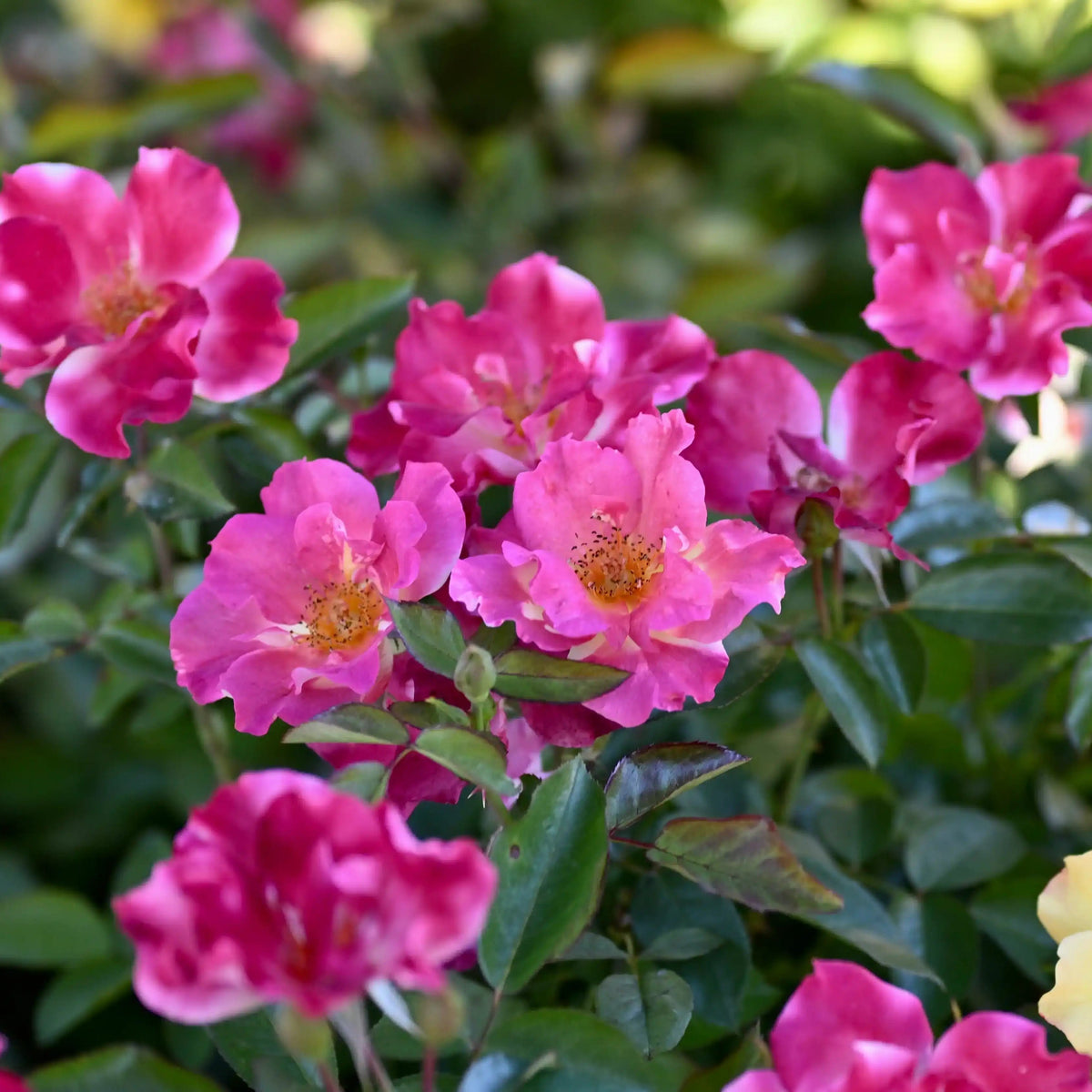 Rose - Fine and Dandy