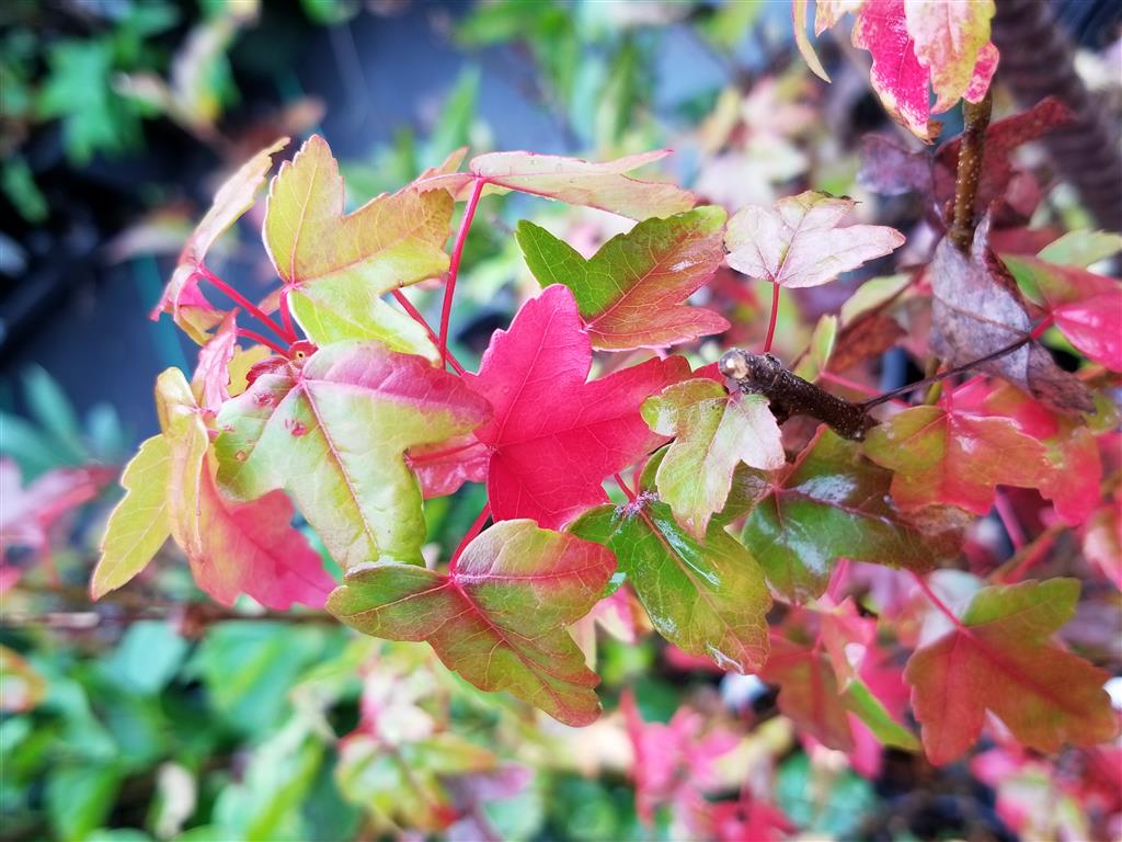Trident Maple