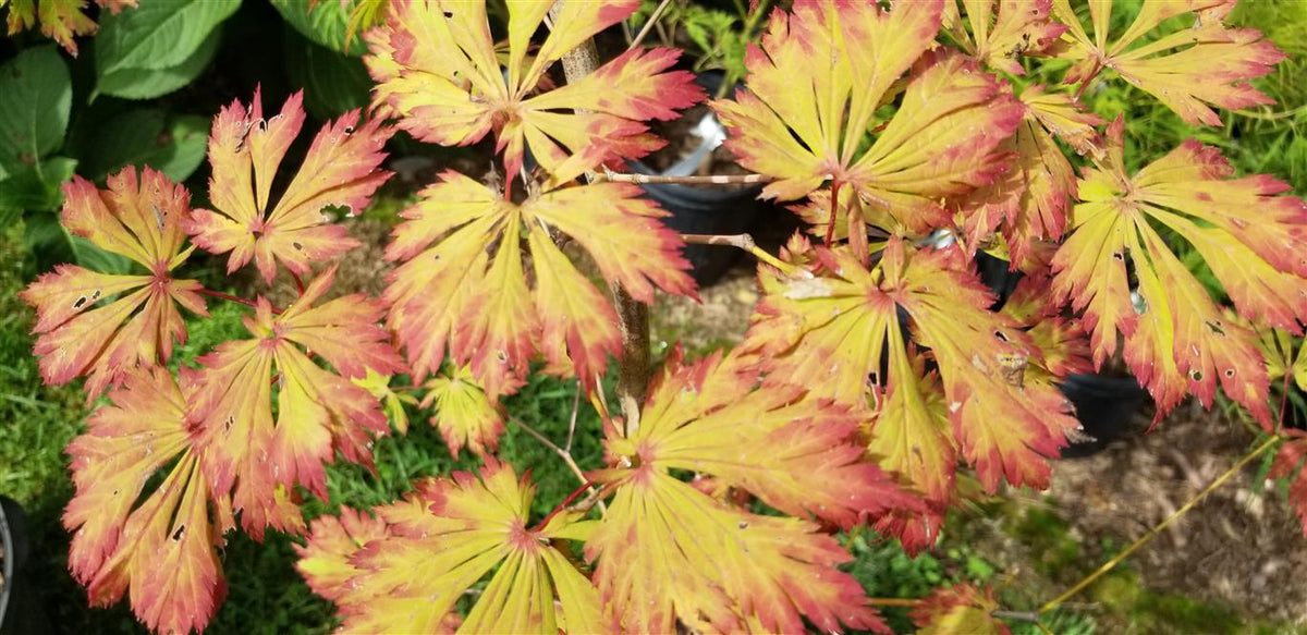Japanese Maple - Aconitifolium