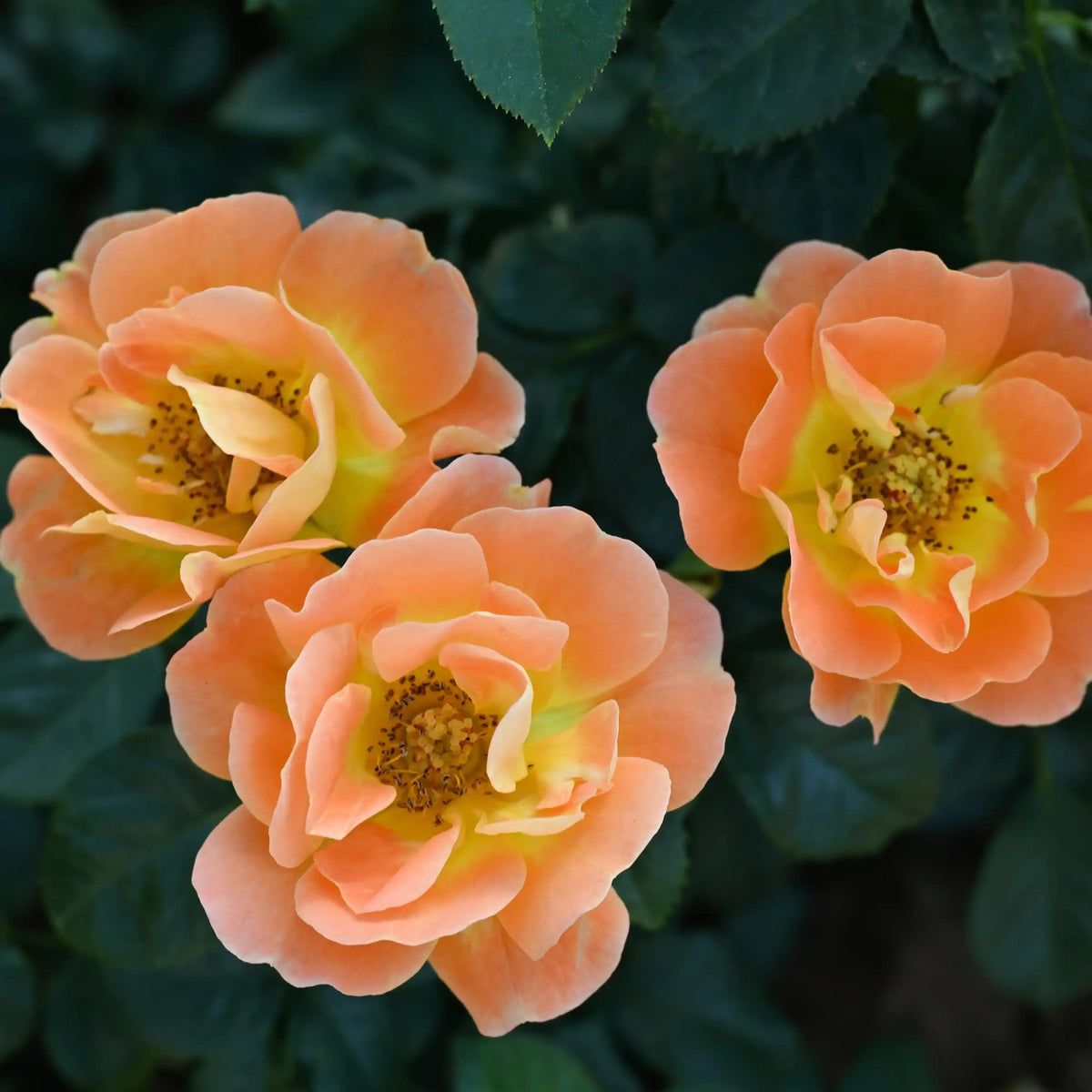 Rose - Berliner Sonne