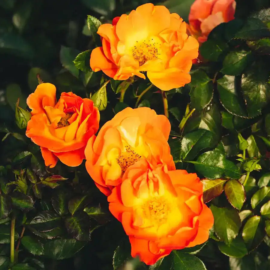 Rose - Berliner Sonne