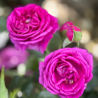 Rose - Purple Aura
