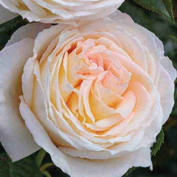 Rose - Top Cream