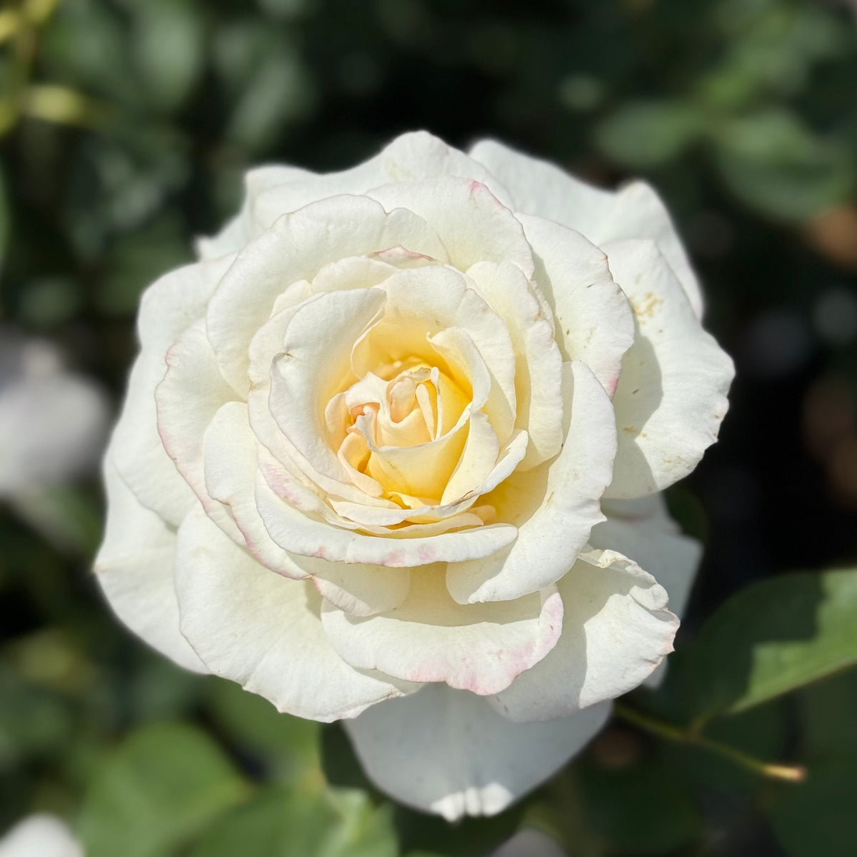 Rose - Secret's Out!