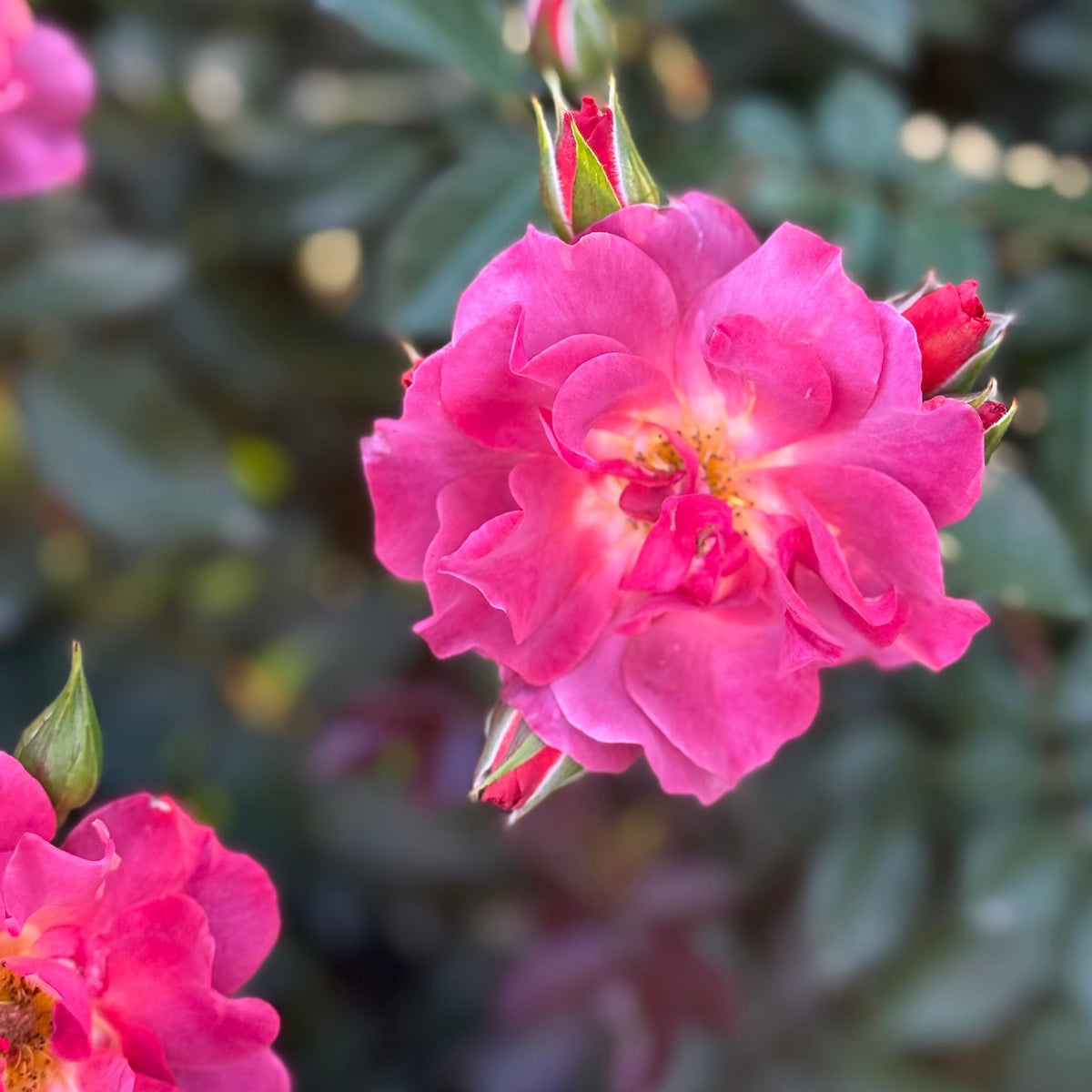Rose - Cinco de Mayo