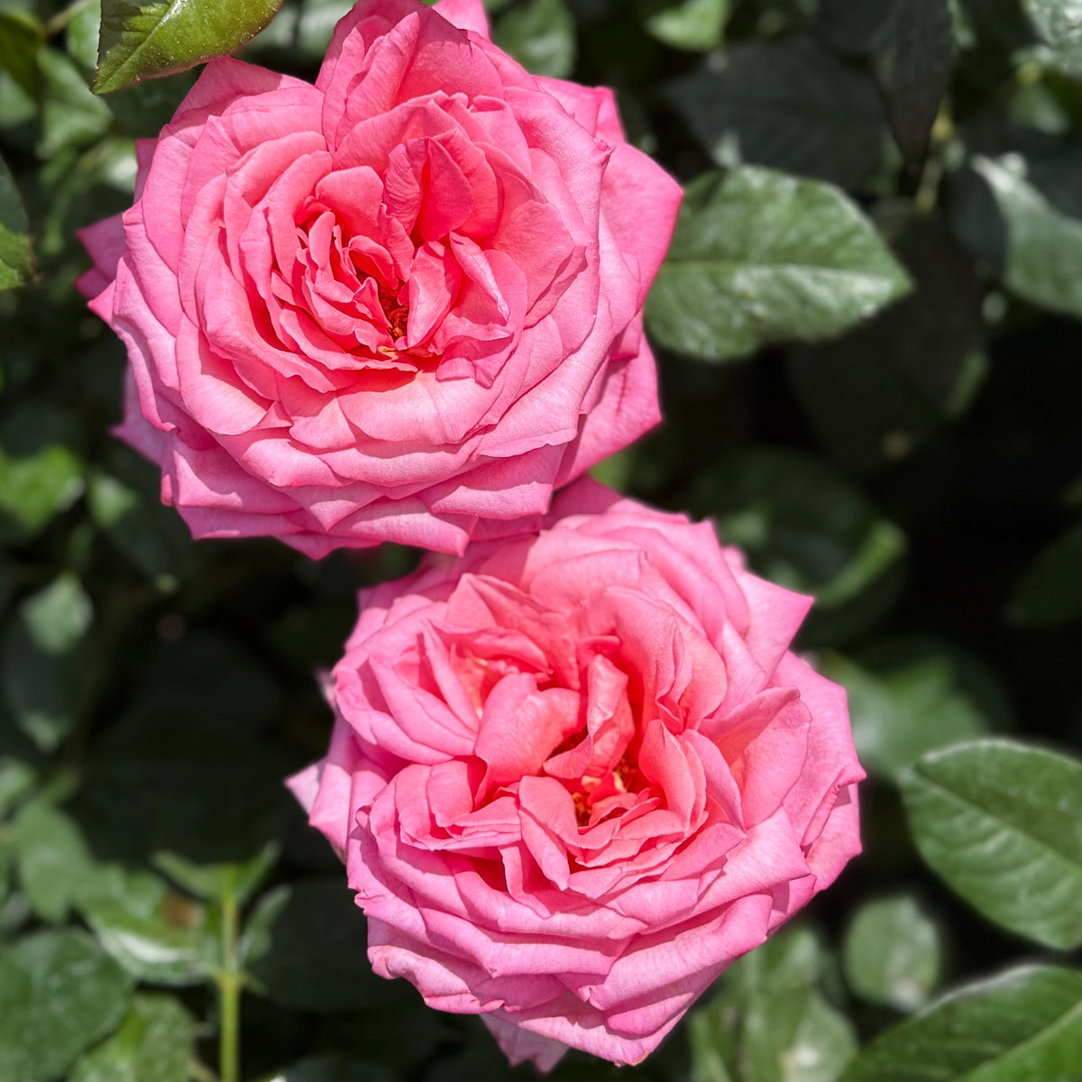 Rose - Eleganza Wedding Bells