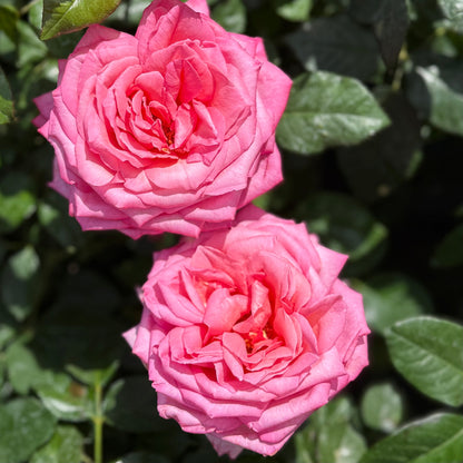 Rose - Eleganza Wedding Bells