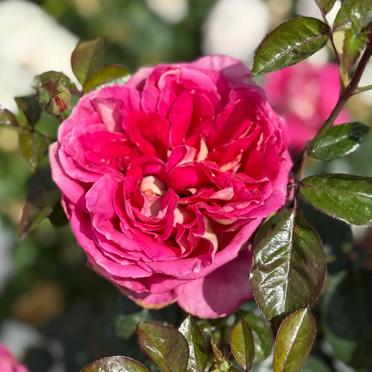 Rose - Winning Streak