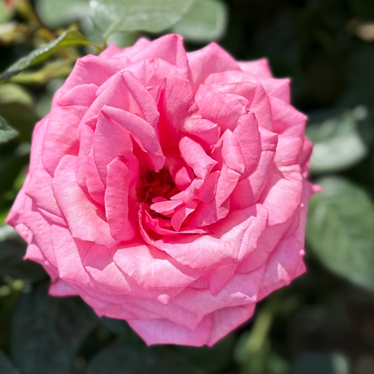 Rose - Eleganza Wedding Bells
