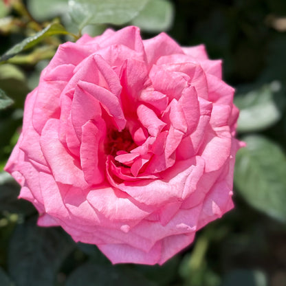 Rose - Eleganza Wedding Bells