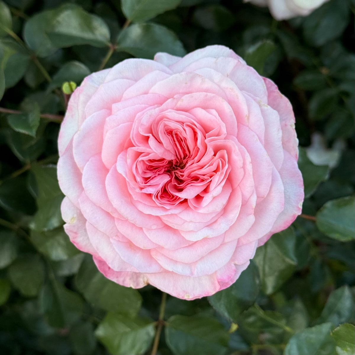 Rose - Sunbelt Savannah