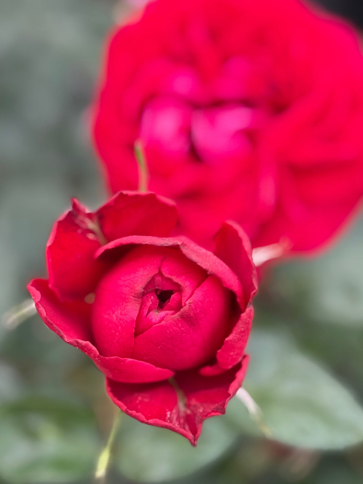Rose - Tiamo
