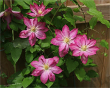 Load image into Gallery viewer, Clematis - Asao
