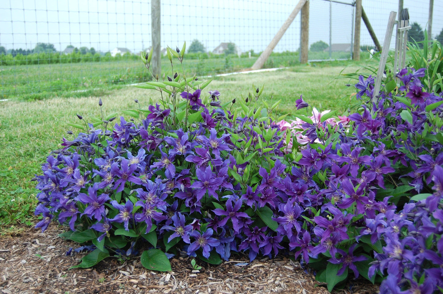 Clematis 'Sapphire Indigo'