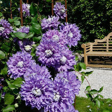 Load image into Gallery viewer, Clematis &#39;Diamantina&#39; AKA &#39;Rapunzel&#39;- Double Bloom - Award Winning Blooms

