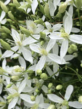 Load image into Gallery viewer, Clematis Fragrant - Sweet Autumn Love -  &#39;Paniculata&#39;
