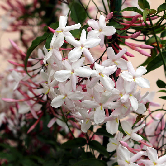 Pink Jasmine