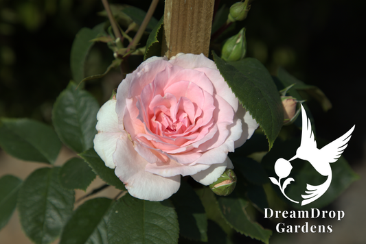 Rose - True Devotion