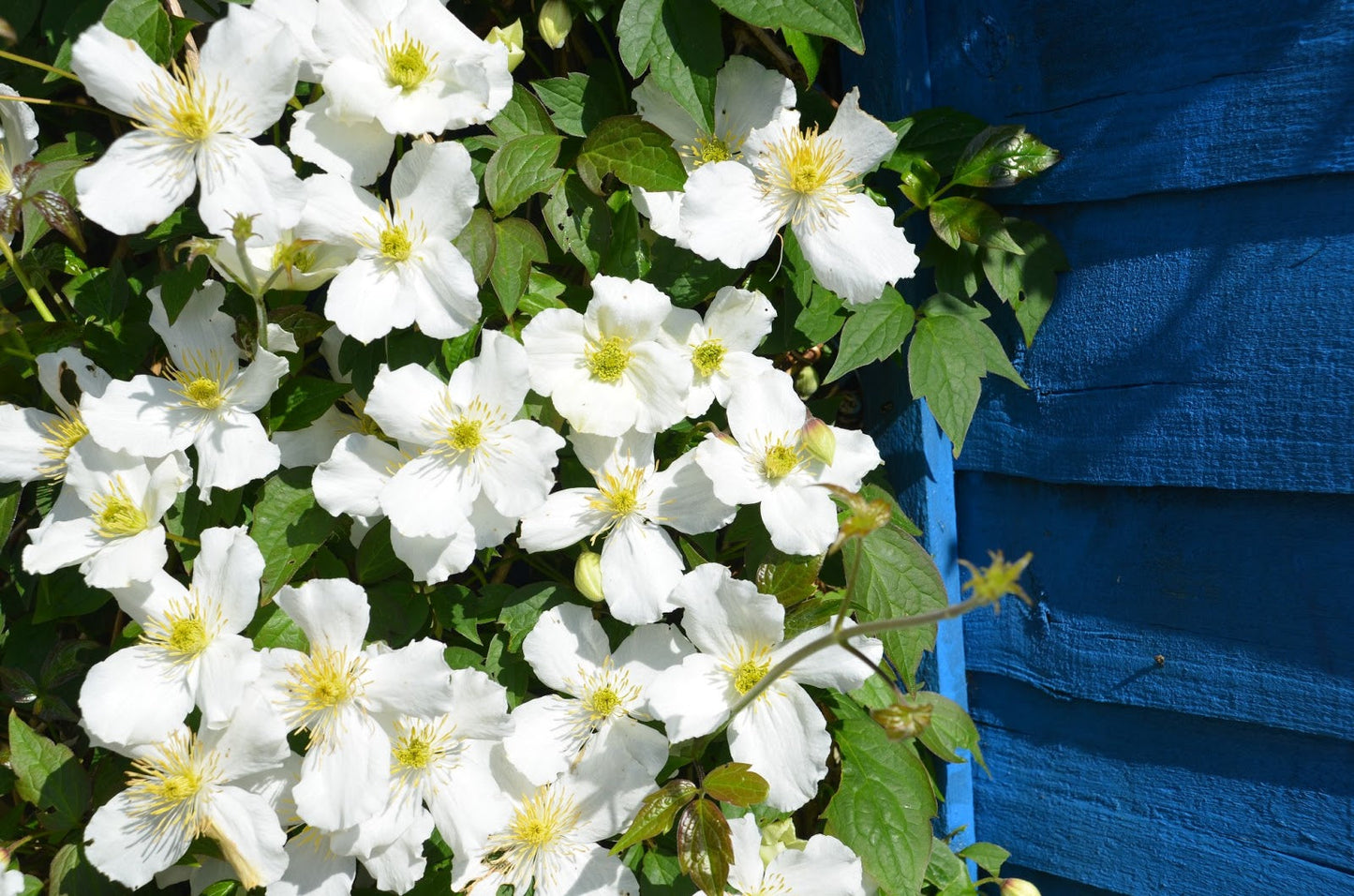 Clematis 'Montana Grandiflora' - Fragrant