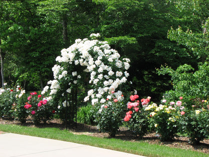 Rose - Climbing - Sally Holmes